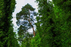 Die Giganten im fast undurchdringlichen Auenwald beim Eselschwanz. (Bild: Franz Häusler)