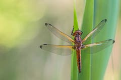 Vierfleck-Libelle,beim Bettenauerweiher. (Bild: Franziska Hörler)