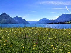Traumhaftes Frühlingswetter am Vierwaldstättersee. (Bild: Urs Gutfleisch, Buochs, 31. Mai 2019)