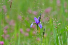 Schwertlilie (Iris) in der Rietwiese beim Eselschwanz. (Bild: Franz Häusler)