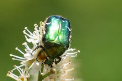 Rosenkäfer auf Kirschlorbeer. (Bild: Wolfgang Ponader)