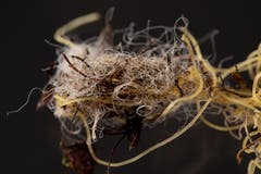 Eine Auswahl der am Strand von Mothecombe gefundenen Gegenstände. (Bild: Dan Kitwood/Getty, 31. Mai 2019)