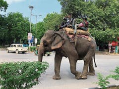 Elefanten gehören in Delhi zum Strassenbild. Verkehrsregeln gibt es kaum, aber irgendwie kommt man meistens zum Ziel.