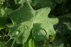 Regen-Tränen... was vom Regen übrig bleibt. (Bild: Christian Müller)