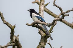 Die "diebische" Elster - ein eleganter Vogel, fotografiert in Altenrhein. (Bild: Edgar Huber)