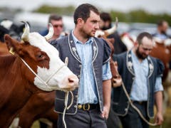 Nur einige Kühe tragen Hörner. (Bild: KEYSTONE/VALENTIN FLAURAUD)