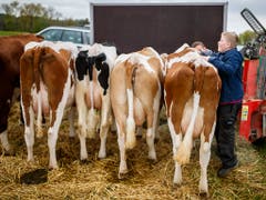 Die ersten Kühe kommen gegen 8.00 Uhr an und werden von ihren Besitzern herausgeputzt. (Bild: KEYSTONE/VALENTIN FLAURAUD)