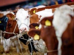 Etwa 90 Kühe standen für die Fête des vignerons zur Auswahl. (Bild: KEYSTONE/VALENTIN FLAURAUD)