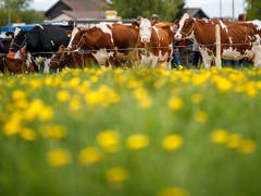 Ausgewählt wurden Tiere der Rassen Simmentaler, Montbéliard, Swiss Fleckvieh und Holstein/Red Holstein. (Bild: KEYSTONE/VALENTIN FLAURAUD)