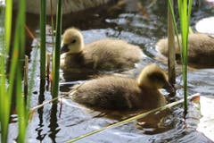 Junge Wildgänse auf dem Steinibüehlweiher. (Bild: Xaver Husmann, Sempach, 4. Mai 2019)