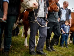 Für einen Viehzüchter ist es eine Ehre, wenn seine Kuh an der Fête des vignerons teilnehmen darf. (Bild: KEYSTONE/VALENTIN FLAURAUD)