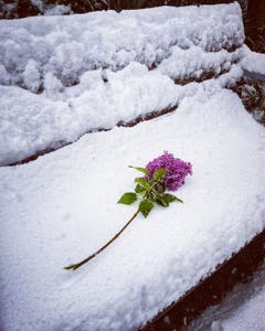 Rorschacherberg: Abgebrochener Flieder auf Bank mit Schnee im Mai. (Bild: Julia Buob)