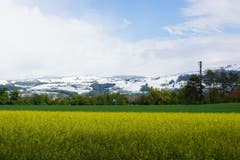 Winter grüsst Frühling. (Bild: Daniel Bergls, Steinhausen, 5. Mai 2019)