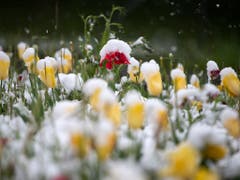 Nicht viel «holder Mai»: Schnee auf einem Tulpenbeet in Thun. (Bild: KEYSTONE/PETER SCHNEIDER)