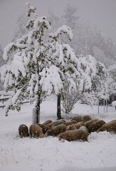 In Heiden: Die Schafe suchen das Futter unter der Schneedecke. (Bild: Fredy Zünd)