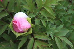 Ein feiner Zuckerguss aus Mai-Schnee überzieht die noch jungen Blüten der Pfingstrosen. (Xaver Husmann (Rain, 5. Mai 2019))