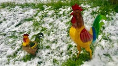 Vom Wintereinbruch überrascht. (Bild: Peter Bumbacher, Allenwinden, 5. Mai 2019)