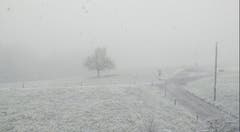 Wintereinbrüch im Frühling im Raschberg, Flawil (Bild: Paula Felipe)