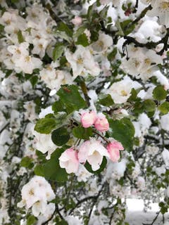 Apfelblüten im Schnee in Bühler. (Bild: Carsten Dieckmann)