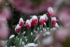 Fotogene Tulpen - Gartenidylle mit Schnee am Samstagabend in St. Gallen. (Bild: Franz Häusler)