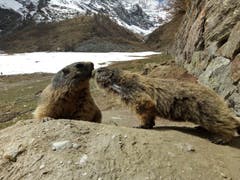 Die Murmeltiere sind aus dem Winterschlaf erwacht. (Bild: Bruno Ringgenberg, Saas Fee, 5. Mai 2019)