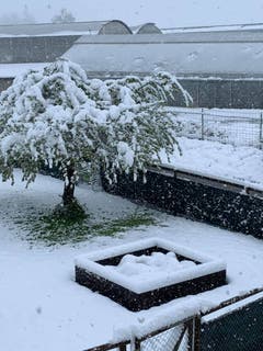 Auch in Abtwil haben die Bäume schwer zu tragen. (Bild: Maggy Bernhart-Vintler)