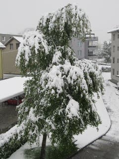 Ein schwer beladene Baum in Gossau am 5.5.2019. Bild: Claudine Germann)