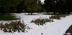 Leuchtende Blumen im schneebedeckten Stadtpark. (Bild: Klaus Businger)