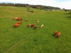 Glückliche Mutterkühe auf der Weide. (Bild: Ken Hofmann)