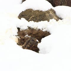 Murmeltier im Schnee (Bild: Stella Catenazzi)