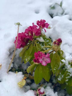Farbtupfer in der weissen Pracht. (Bild: Isabella Schmutz)