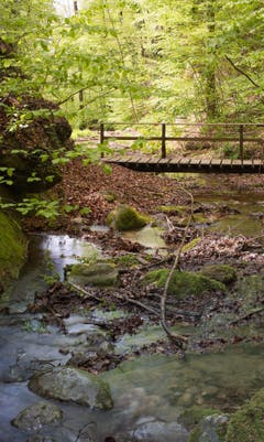 Kleiner Bach plätschert durch den Frühlingswald. (Bild: Priska Ziswiler-Heller, Sempachersee, 5. Mai 2019)