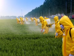Monokulturen und Pestizide: die veränderte Landnutzung gehört mit Fischerei, Klimawandel und Verschmutzung zu den Hauptursachen für den Niedergang der Artenvielfalt. (Bild: Jinning Li/Shutterstock.com)