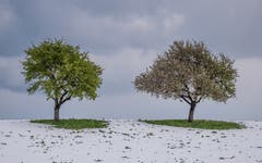 Wir sind ein Paar. Aufgenommen bei Gossau. (Bild: Luciano Pau)