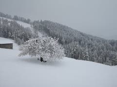 Kirschbaum in voller Blüte in Haslen AI. (Bild: Patrick Mächler)