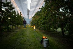 Wie wirksam Frostkerzen sind, lässt sich schon kurz nach ihrem Einsatz überprüfen: Gefrorene Blütenstände verfärben sich dunkel. (Bild: Gian Ehrenzeller/Keystone, Opfershofen, 7. Mai 2019)
