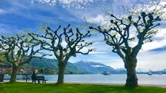 Der Frühling ist zurück am Zugersee. (Bild: Peter Bumbacher, Zug, 7. Mai 2019)