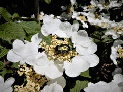 Eine fast perfekte Tarnung. (Bild: Margrith Imhof-Röthlin, Meggen, 7. Mai 2019)