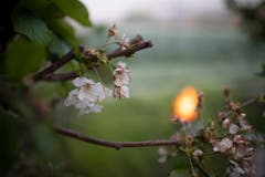 Sobald das Thermometer unter 0 Grad fällt, zünden die Bauern vorsorglich in den Pflanzungen verteilte Frostkerzen an. (Bild: Gian Ehrenzeller/Keystone, Opfershofen, 7. Mai 2019)