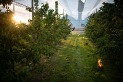 Die Frostnächte Anfang Mai könnten verheerende Folgen für den Schweizer Obstbau haben. (Bild: Gian Ehrenzeller/Keystone, Opfershofen, 7. Mai 2019)