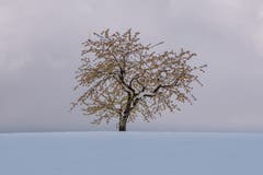 Einsamer Baum bei Steblen, Herisau. (Bild: Luciano Pau)