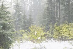 Schneeregen am Sonntag im Peter-und-Paul-Wald. Gar so schlimm sollte es am kommenden Wochenende nicht werden, auch wenn von Samstag bis Mittwoch in einer Woche die Eisheiligen herrschen. (Leserbild: Ueli Bächtold - 5. Mai 2019)