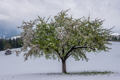 Frühling? White Spring! Aufgenommen in Hinterhof, Herisau. (Bild: Luciano Pau)