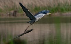 Bei Altenrhein hebt ein Graureiher ab. (Bild: Ueli Bächtold)