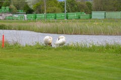 Zwei Schwäne auf dem Golfplatz pflegen ihr Fell. (Bild: Alexandra Gächter)