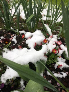 Rain. (Bild: Heidi Baumli-Weber, 5. Mai 2019)