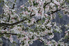 Spiringen. (Bild: Franz Imholz, 5. Mai 2019)