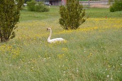 Futtersuche auf dem Gamser Golfplatz. (Bild: Alexandra Gächter)