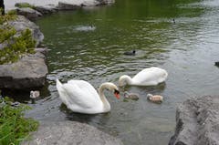 Futtersuche auf dem Werdembergersee. (Bild: Alexandra Gächter)