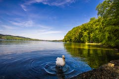 Wunderbare Begegnung auf dem Waldstätterweg. (Bild: Vinzenz Blum, Weggis, 7. Mai 2019)